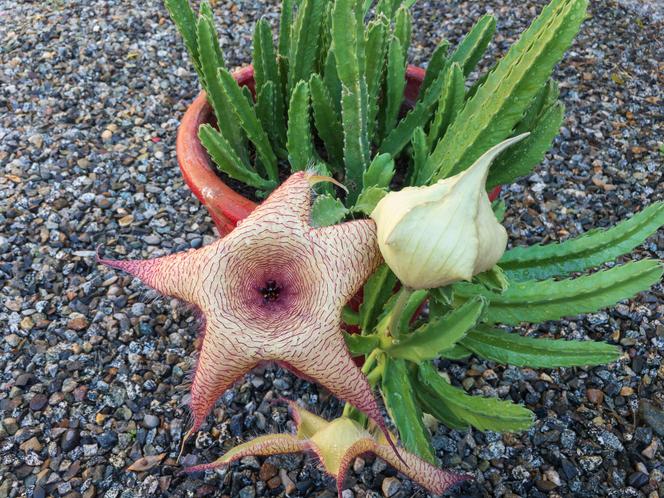 3. Gwiazda szeryfa (Stapelia Gigantea)