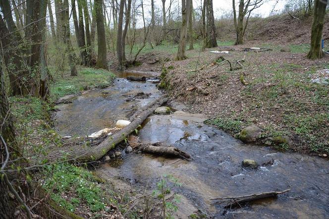 Trwa sprzątanie rzeki Srebrnej w Gorzowie. Przyłącz się do akcji! [AUDIO]