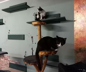 Poszukiwani wolontariusze do pomocy w Kociarni w Lesznie