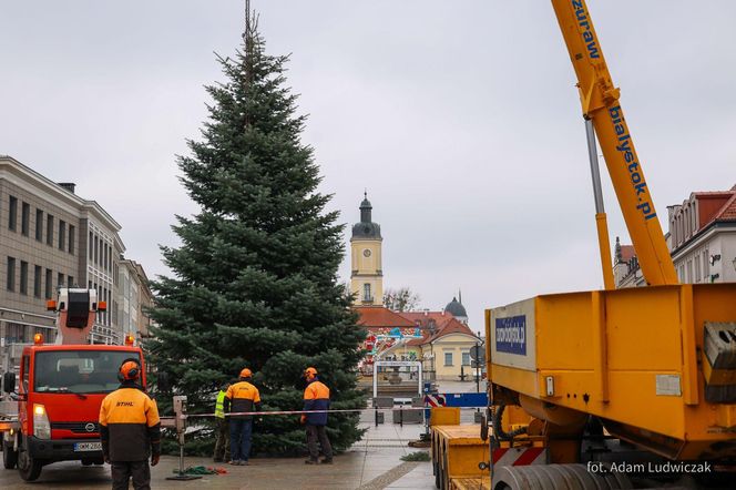 12-metrowa choinka przyjechała na Rynek Kościuszki w Białymstoku