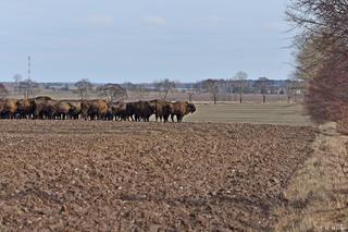 Wielkie stado żubrów zablokowało drogę z Krynek do Sokółki. Kierowcy ledwo policzyli liczbę sztuk! 