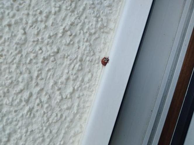Płock. Uwaga, alergicy! Nie zagnieździła się u was biedronka azjatycka? [ZDJĘCIA]