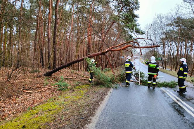 Potężna wichura przejdzie przez Bydgoszcz i region! IMGW wydaje najwyższy alert [18.02.2022]