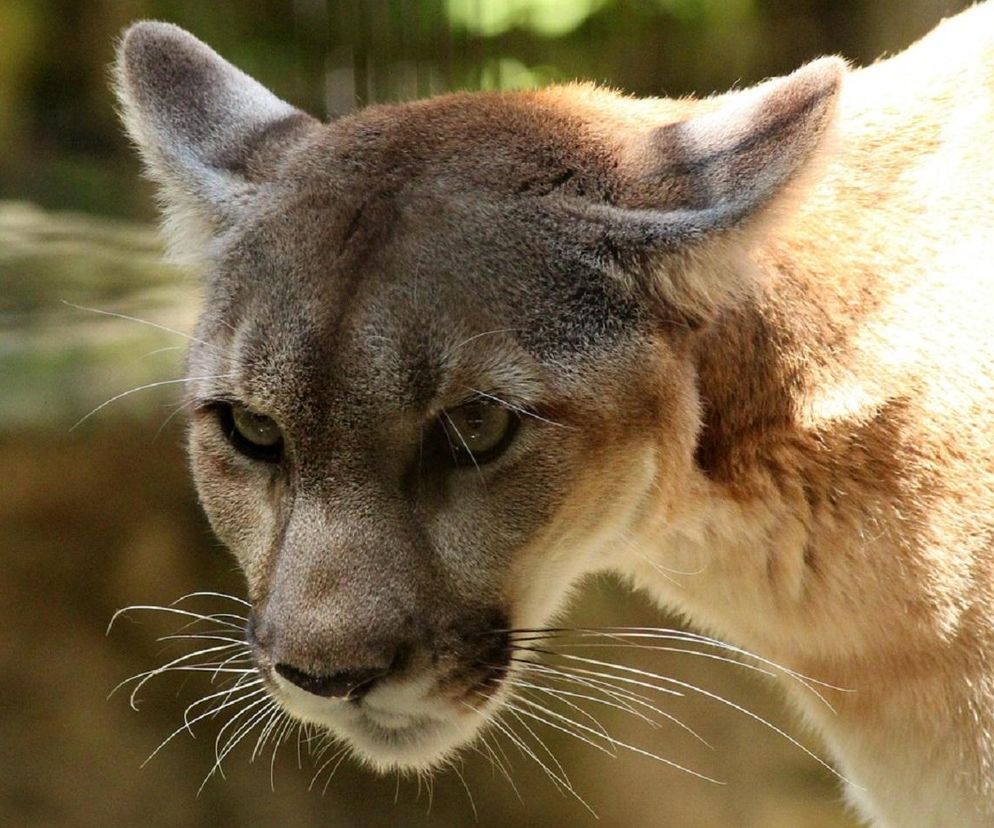 Panika w mieście! Groźny drapieżnik jest na wolności. Ludzie boją się wychodzić z domów