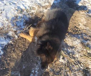 Skrajnie wycieńczone psy w Żołędowie pod Bydgoszczą. Jeden z nich nie przeżył transportu 