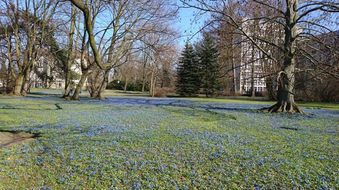 Cebulice kwitną w parku Klepacza od dziesiątków lat