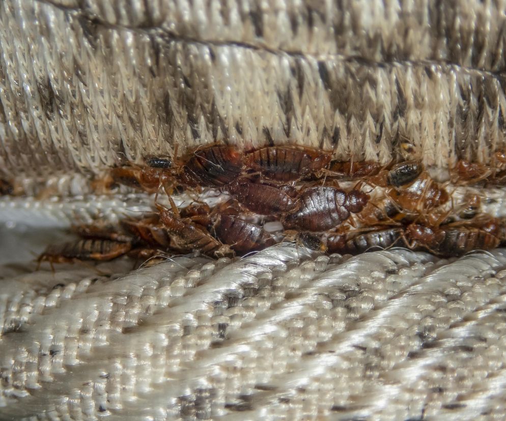 Uważaj na przedmioty z drugiej ręki. To insekty czyhające w starych meblach