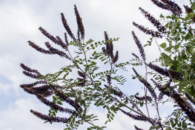 Amorfa krzewiasta (Amorpha fruticosa)