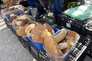 Wysyp grzybów w sądeckich lasach 