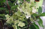 Hortensja bukietowa 'Wim's Red'