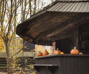 Skansen w Pszczynie obchodzi 50-lecie istnienia