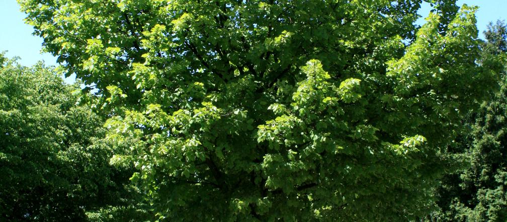 Lipa holenderska 'Pallida'