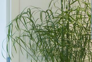 Rosliny doniczkowe - cibora (papirus)