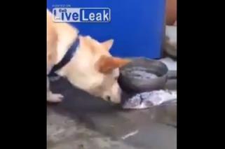 Pies chciał uratować rybę! Piękne i wzruszające WIDEO