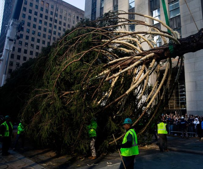 W Nowym Jorku stanęła choinka. Tłumy towarzyszyły jej transportowi