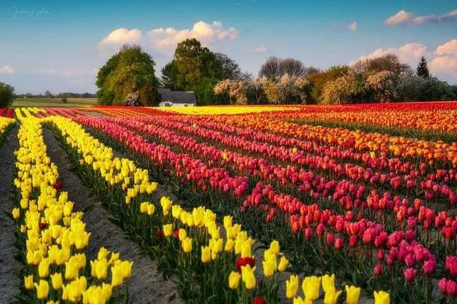 Gospodarstwo Świętokrzyskie tulipany
