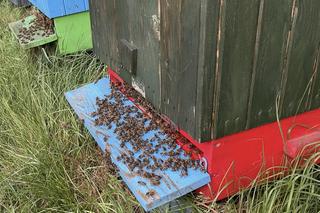 Pawła Kukiza pożądliły pszczoły 
