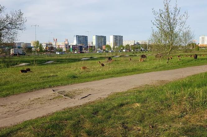 Dziki w Toruniu. Zwierzęta upodobały sobie teren na Rubinkowie