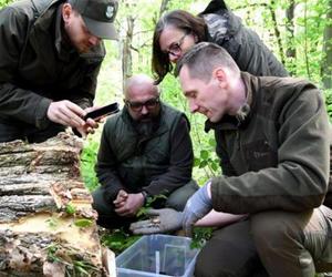 Ścięli drzewo, żeby ratować chrząszcza. Potem wieźli go 30 kilometrów 