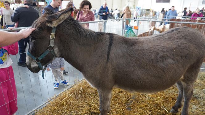 ZOOPARK w Lublinie. „Postawiliśmy na polski las. Chcemy promować nasze zwierzątka”