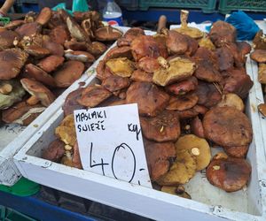 Ceny grzybów na Nowym i Starym Kleparzu w Krakowie