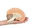 Uszkodzenia pnia mózgu: przyczyny, objawy, leczenie