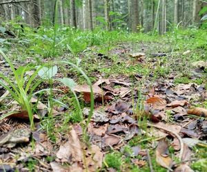 Letni wysyp grzybów na Podkarpaciu
