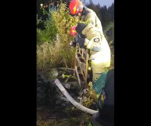 Sensacja w Barwinku. Pies i lis uwięzienione razem w studni! Niesamowita akcja strażaków