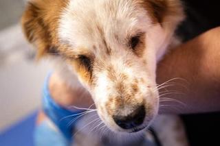 Jaś bez oczu dostał mikołajowe prezenty