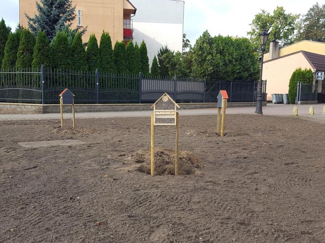 Nie tylko żonkile. Tysiące cebulek kwiatowych posadzono dziś na Polu Nadziei w Lesznie