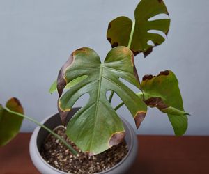 Monstera wołała o pomoc, a ja zignorowałam znaki! Tak pozbyłam się ukochanej rośliny