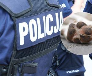 Policjant z Gliwic zabił psa na oczach dzieci