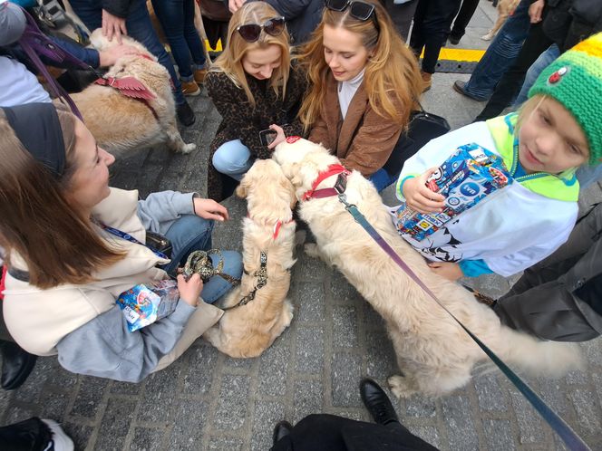 33. Finał WOŚP z grupą krakowskich Golden Retrieverów