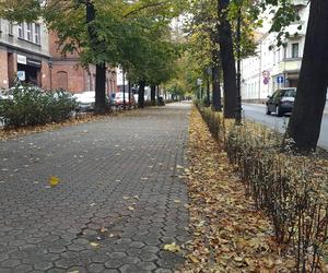 Są pieniądze na pielęgnację drzew w miejscu dawnych fortyfikacji i promenad w Lesznie