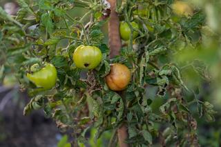 Zwijanie liści pomidora – dlaczego liście się zwijają i żółkną?