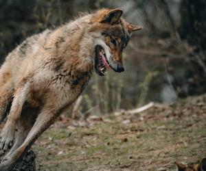 Kolejny atak wilków na Podkarpaciu. „Czy wilk może wszędzie wszystko?” 