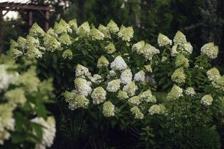 Hortensja bukietowa 'Polar Bear'
