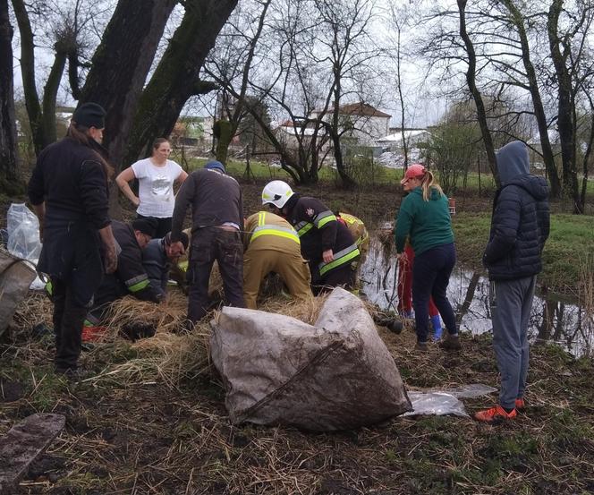 W Krakowie koń wpadł… do stawu! Trwała akcja ratunkowa