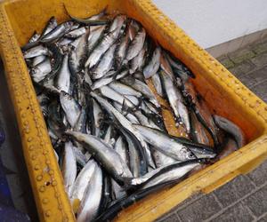 Ryby do kupienia w Orłowie. Ile kosztuje śledź?