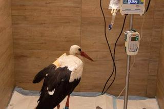 Strzelali do Rogera jak do kaczki [GALERIA]