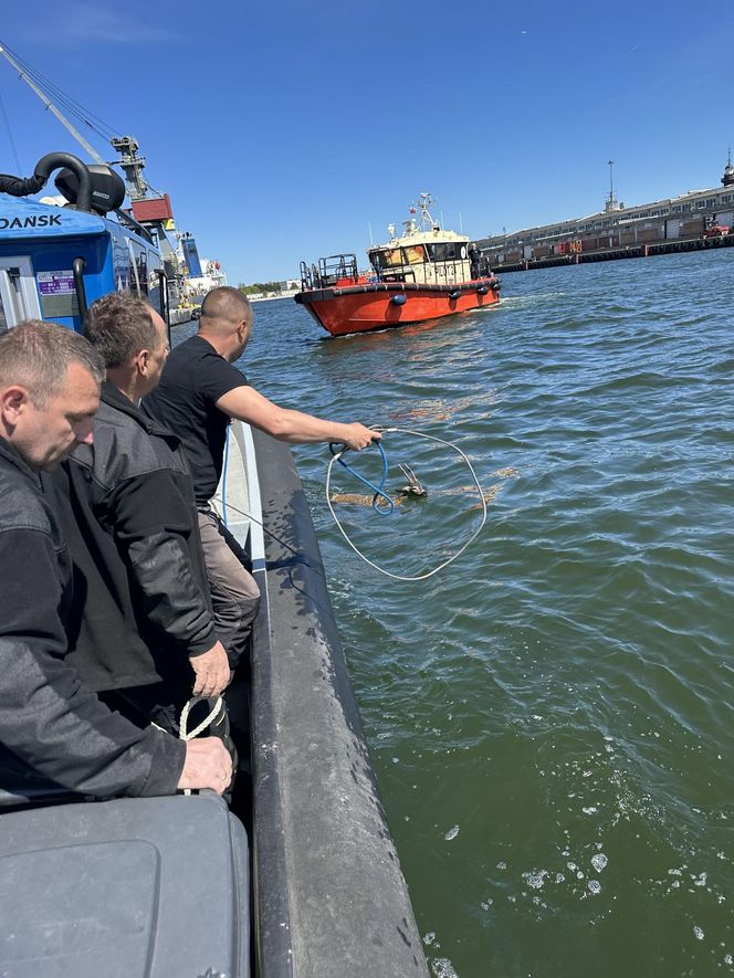 Młody jelonek wpadł do kanału portowego w Gdańsku. Uratowała go załoga Pioruna