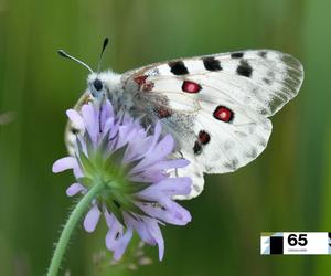 Motyl niepylak apollo to w Polsce rzadkość. Niektóre z nich mają nawet swoje numery