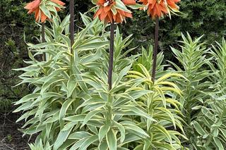 Szachownica cesarska