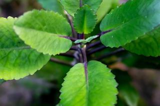 Żyworódka pierzasta - roślina lecznicza