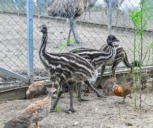 Zoo ma nowych mieszkańców. Przyjechali z zachodu