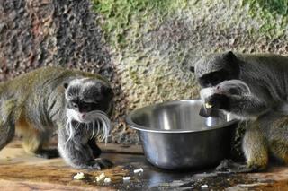 Poznaj nowych mieszkańców zamojskiego zoo. Zobacz zdjęcia!