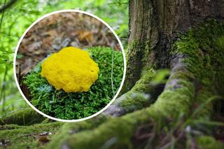Jaskrawożółty twór spaceruje po polskich lasach. Czym jest masło czarownicy?