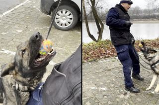 Policyjne psy w akcji. Tak szkolą czworonożnych funkcjonariuszy