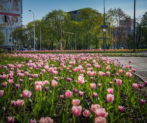 Warszawa utonęła w kolorowych tulipanach