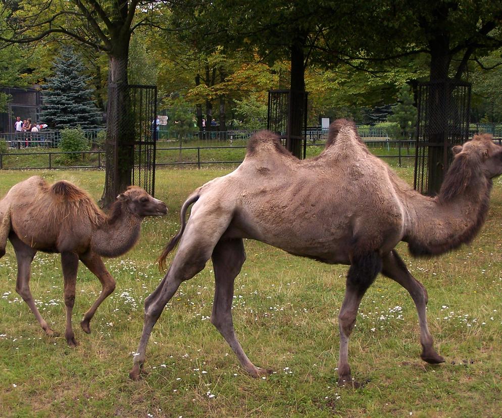 Fenomenalne ZOO Chorzów - cennik i atrakcje! Odkryjmy te zaskakujące miejsce razem!
